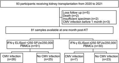 Utility of the Interferon-Gamma Enzyme-Linked Immunosorbent Spot Assay to Predict Risk of Cytomegalovirus Infection in Kidney Transplant Recipients